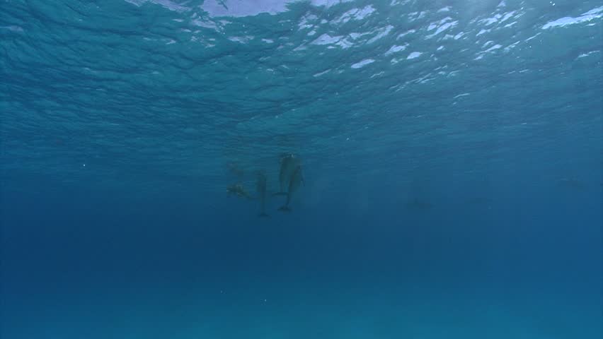 dolphins swimming