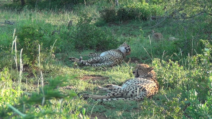 Three cheetah sleeping in the shade