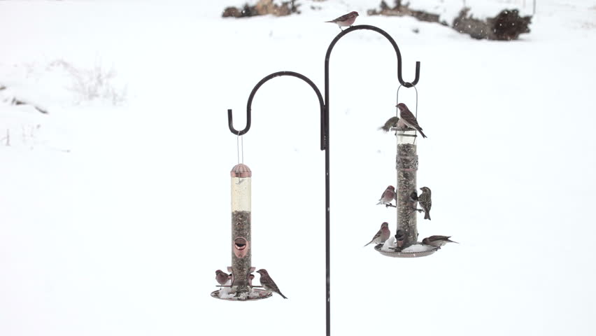 Birds flying in snow storm birds House Finch Sparrow feeding on bird feeder with white snow background. Birds flying and standing on perch and eating as the feeder slowly swings. Winter scene.