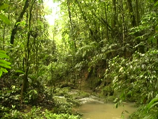 Rainforest stream in Ecuador