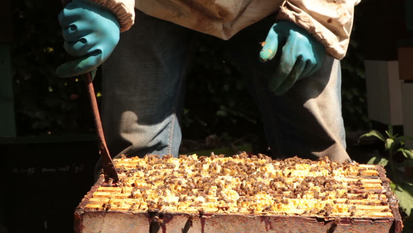 beekeeping