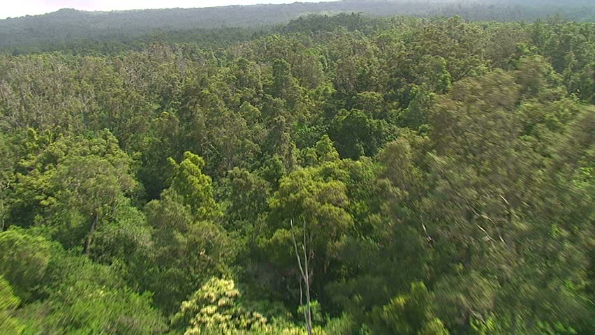 Aerial over a Hawaiian forest