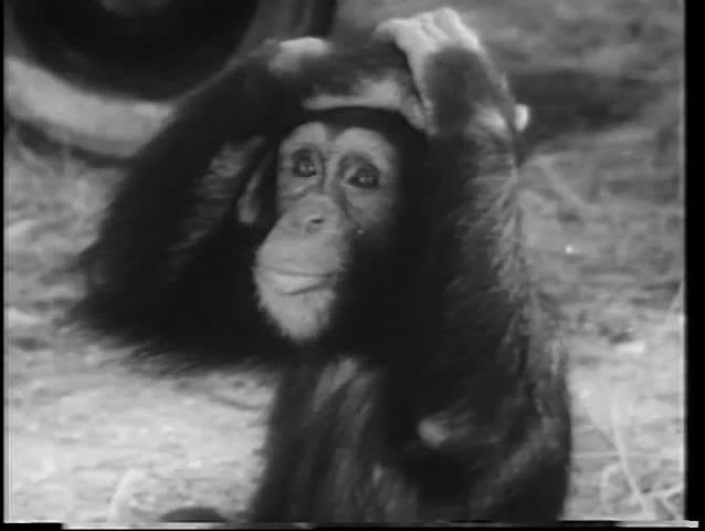 Close-up monkey yelling
