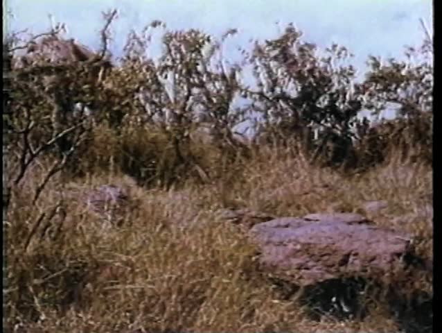 Rhino running through the wilds of Africa