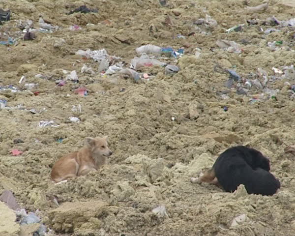 Homeless dogs and many birds in dump between rubbish looking for food. Environmental pollution. Poverty. 