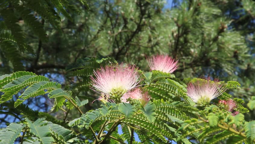 Header of Albizia Julibrissin