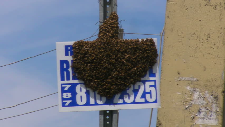 SAN JUAN, PUERTO RICO - MAY 8: Menacing killer bees swarm on road sign. 