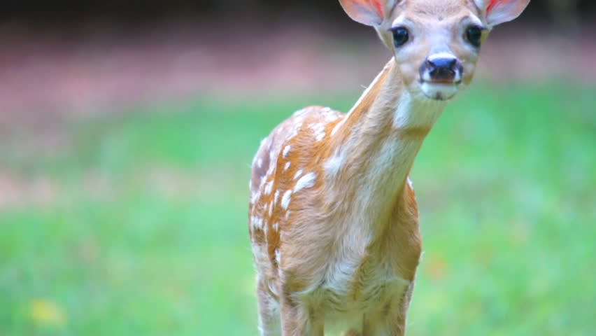 Whitetail deer fawn during spring