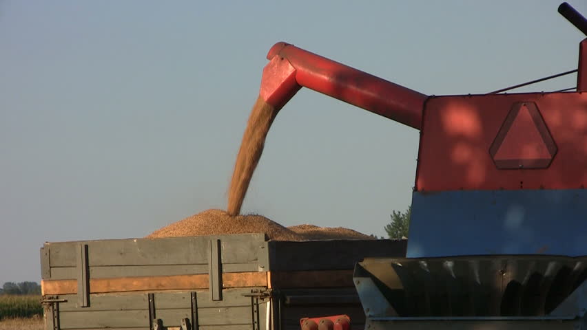 Close-up of combine transferring freshly harvested wheat to tractor-trailer for transport