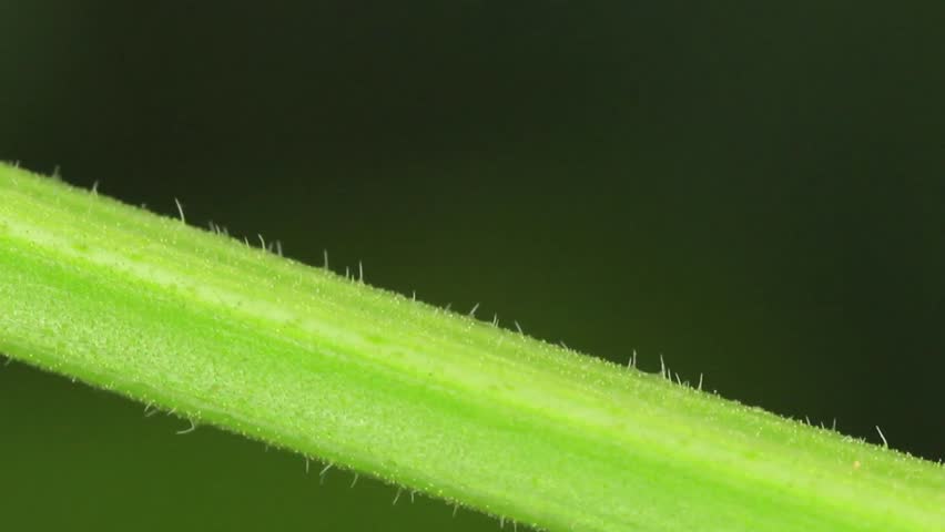 Butterfly larva walking on a leaf, macro HD video lockdown camera.