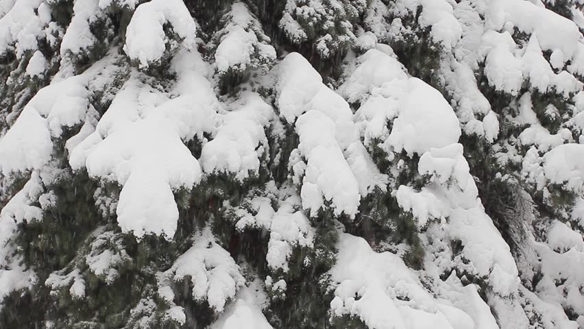 Trees in the snow in the forest in winter