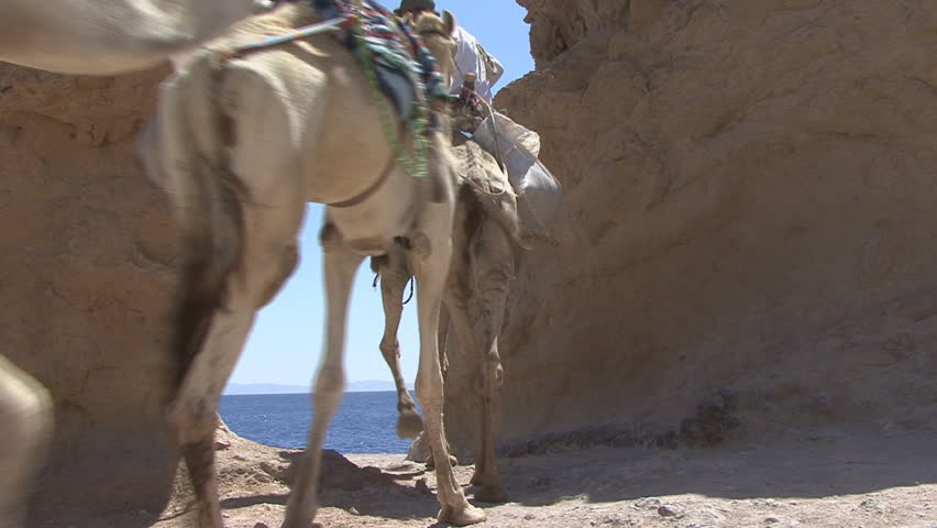camels goes through the arch