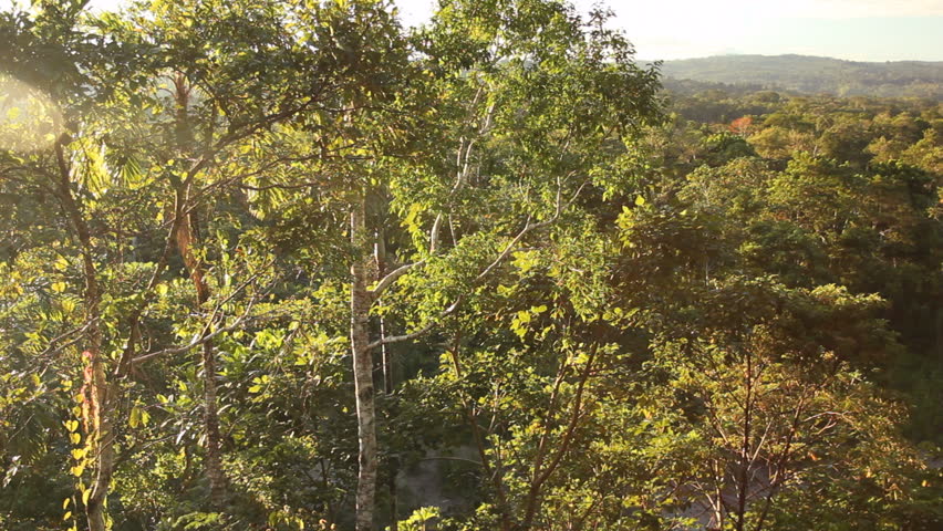 View over lowland tropical rainforest, Ecuador