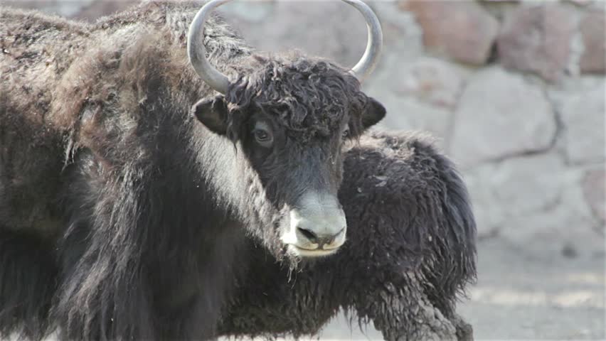 Buffalo