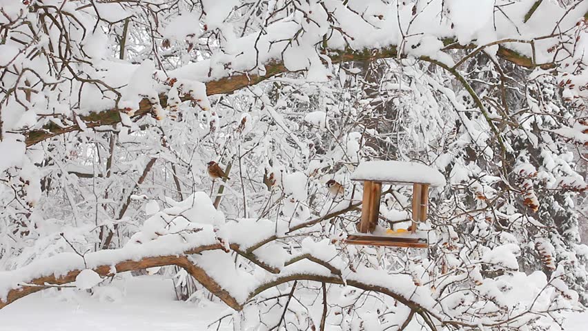 Trees in the snow in the forest in winter