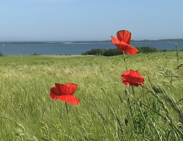 Typical landscape of Mecklenburg western pomerania, Germany / Salzhaff with poppies 