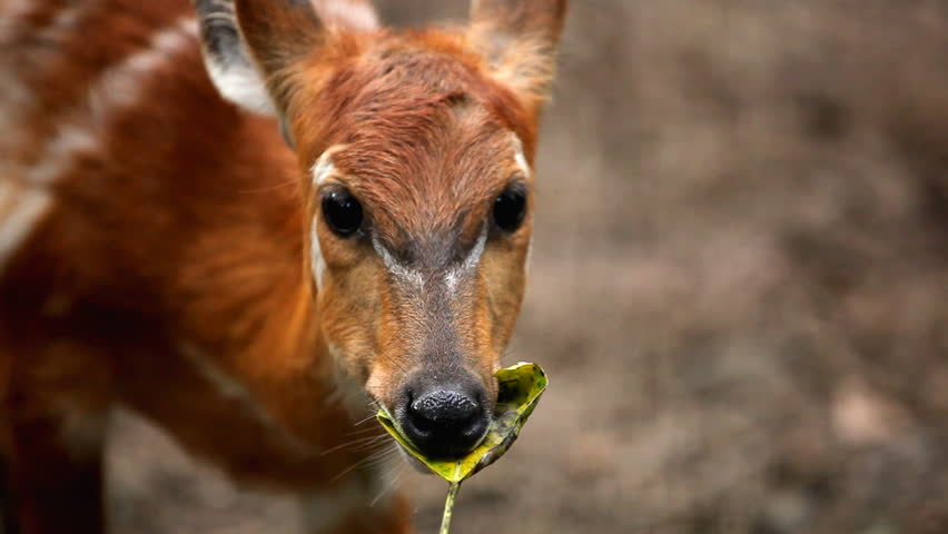 Deer (Cervidae), Bambi, Ruminant Mammals, Eating, Relaxing in the Forest, Wild