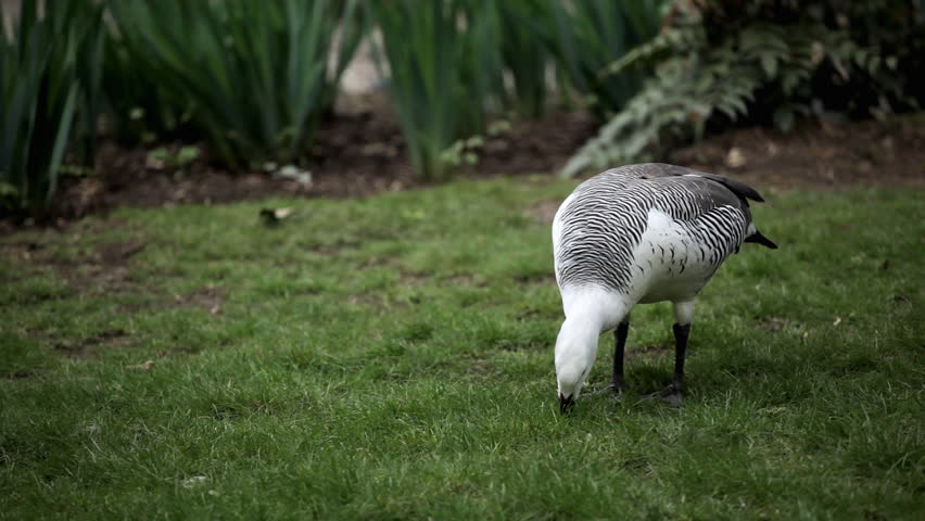 Beautiful Exotic Goose protect nest Park Lake, Small Pond, Birds