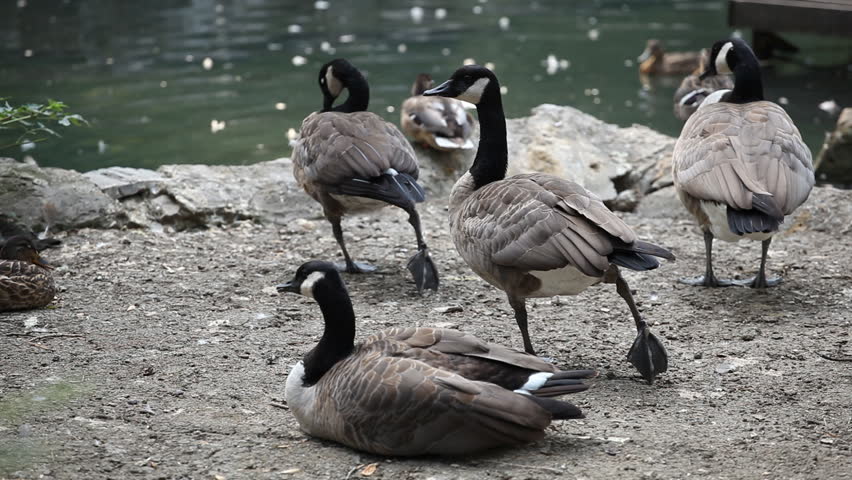 Beautiful Exotic Goose protect nest Park Lake, Small Pond, Birds