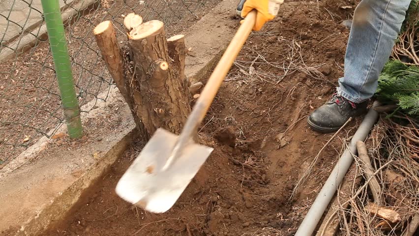 Pulling out tree roots