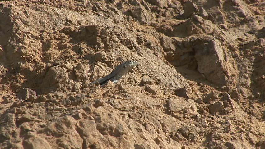 Lizard