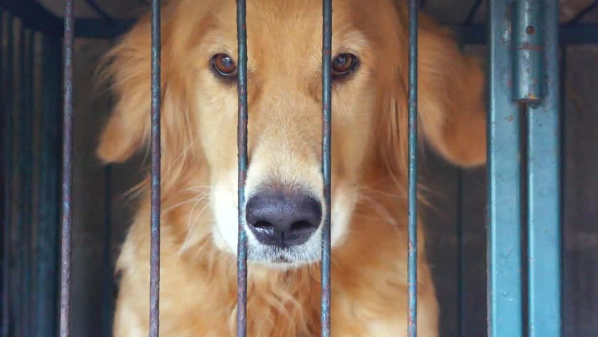 Lonely Puppy in Cage