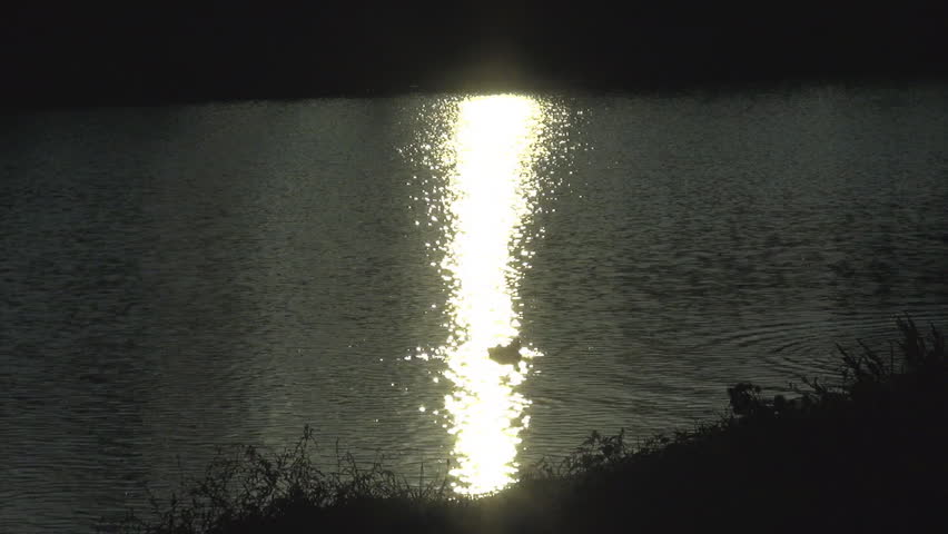 Beautiful duck in sunlight