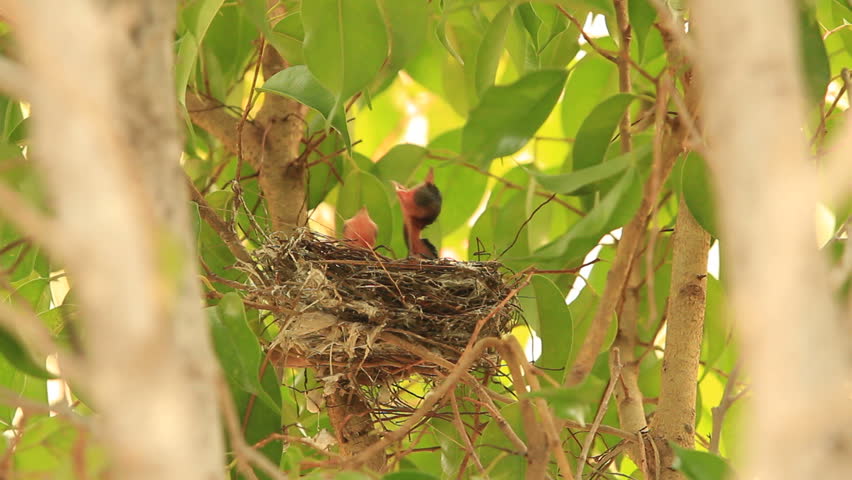 baby birds waiting for their mother to bring food