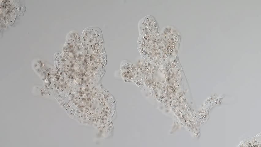 Amoeba proteus / Chaos diffluens movement - plasma flow