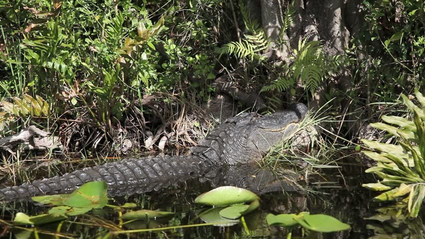 Alligator and wildlife of the Everglades National Park, Florida- January 2012 