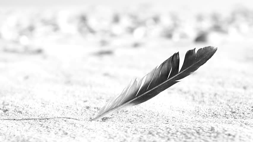 Bird feather in the wind on a beach