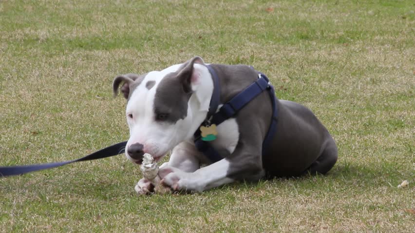 Gray And White French BullDog In Harness Happily Chewing Toy Bone