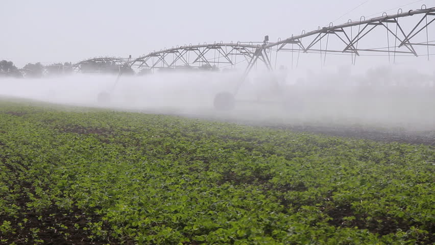 Irrigation of soybean in the field