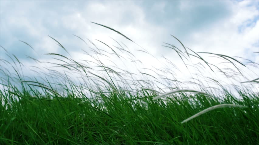 Side view of Lalang (Imperata Arundinacea) flowing gracefully in the wind.