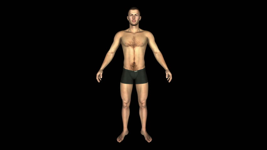 The Human Normal Body Animation. Loop. Alpha Matte