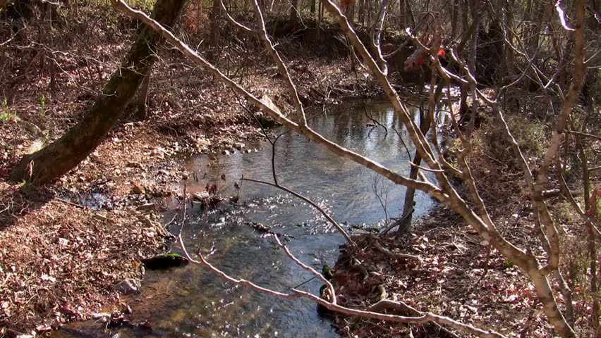 A forest stream meanders along it's course, the sound of the water providing harmony while a chorus of birds sing in the background on an early spring morning.