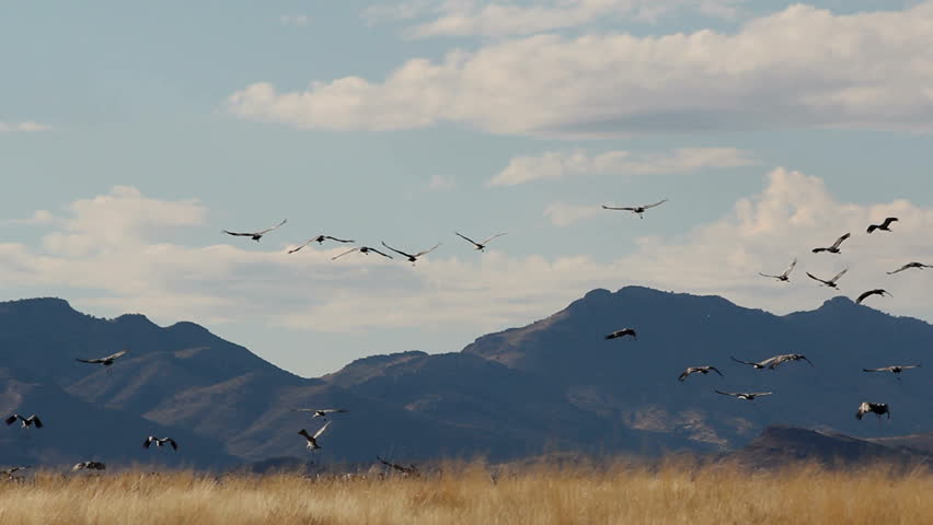 Flock of birds, sandhill cranes, fly across mountains, blue sky, land in grassy field. 1080p