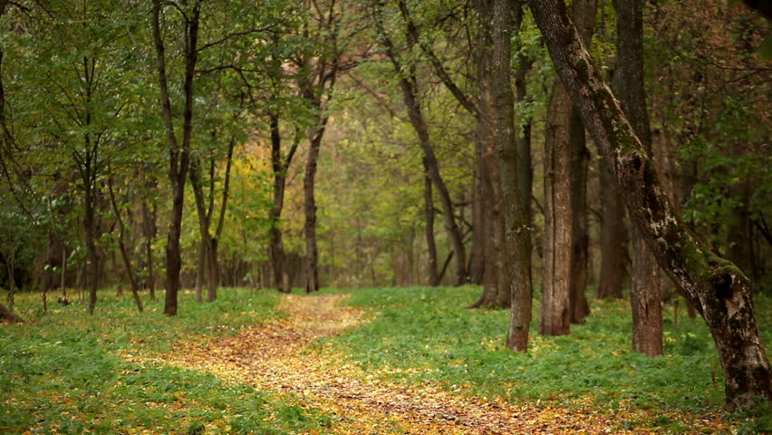 Wood autumn landscape with a footpath