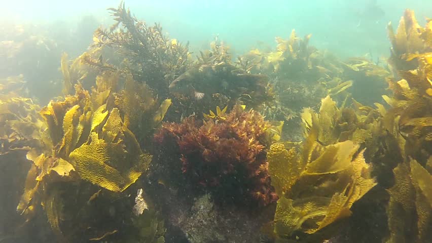 Red Moki at Goat Island marine reserve in New Zealand