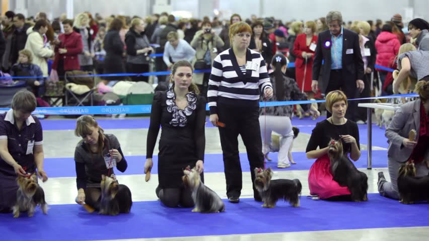 MOSCOW - MARCH 26: Crowd and women with dogs breed of yorkshire terrier at International Dog Show Eurasia 2011 at Crocus Expo on March 26, 2011 in Moscow, Russia.