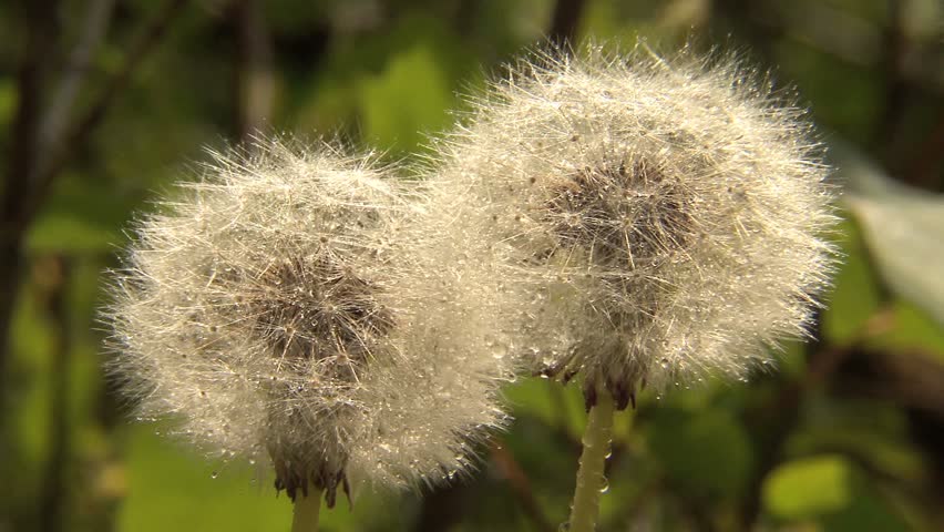 Dandelion in seed against a dark background