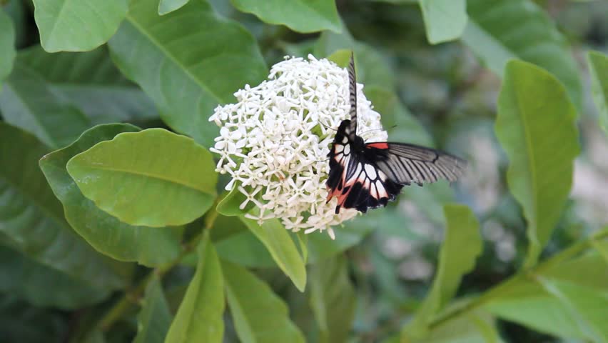 Brown butterflies eating nectar white flower