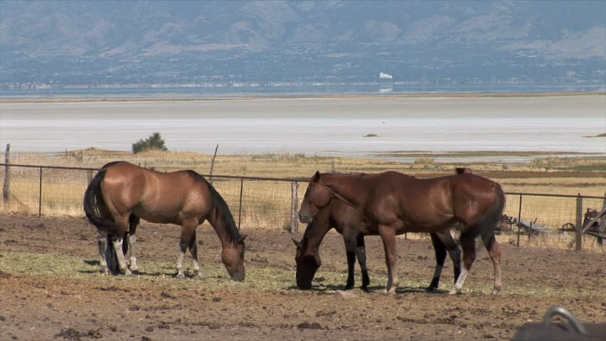 Antelope Island Park, UT