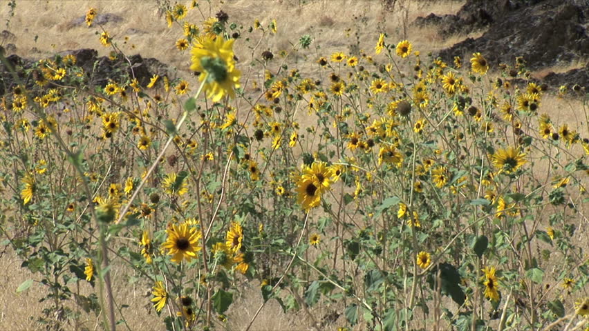 Antelope Island Park, UT