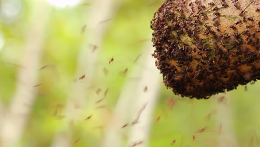 Swarming sweat bees in the rainforest in Western Ecuador