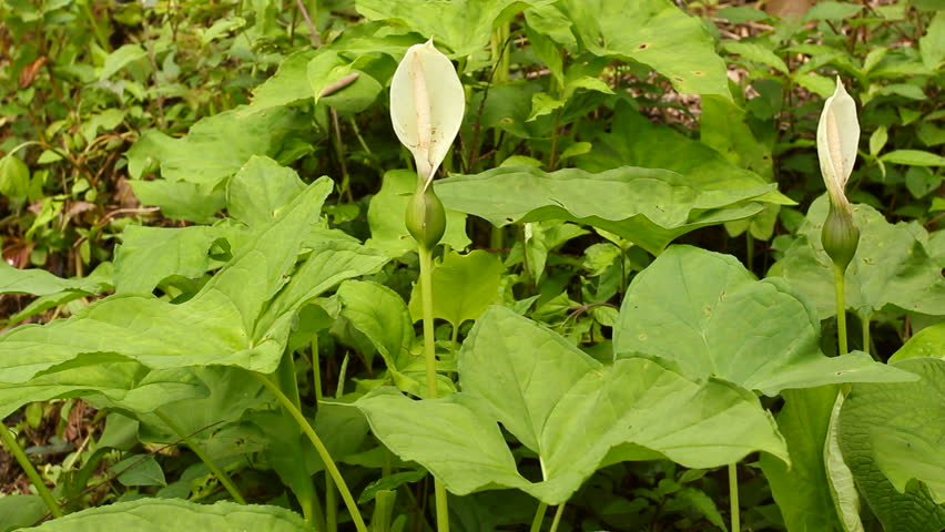 Taro, a tropical aroid grown for its edible root