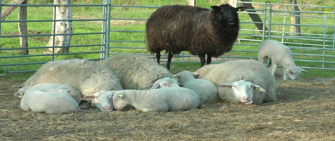 Sheeps  (Ovis orientalis aries)