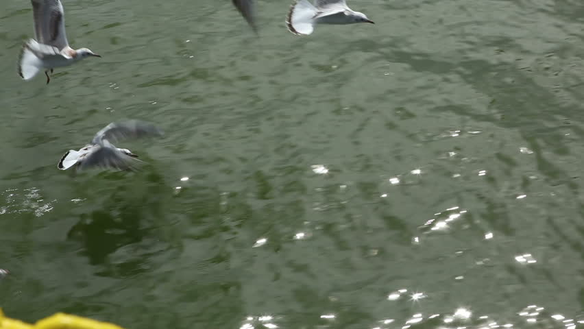 Seagulls flying