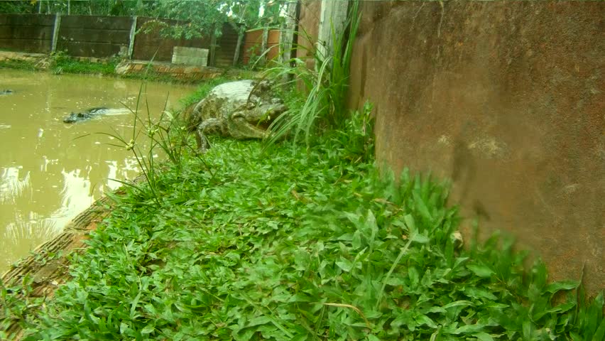 Crocodile, South-America
