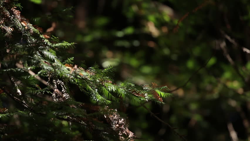Panning Through Forest Branches